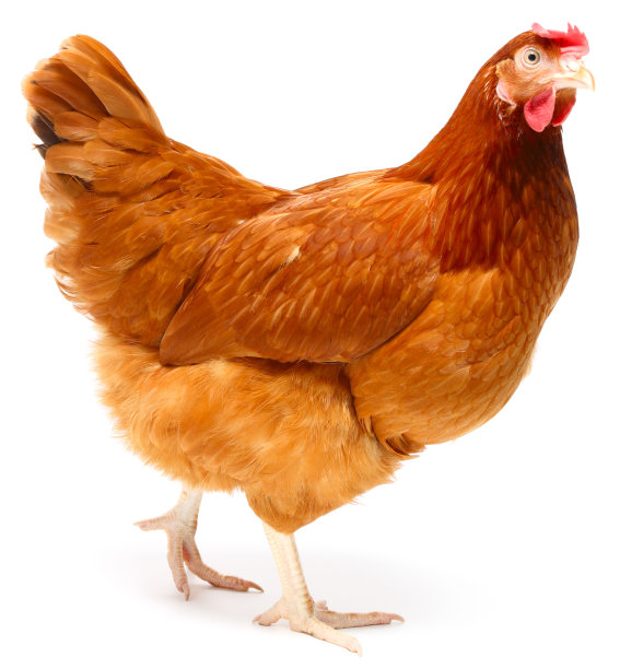 chicken