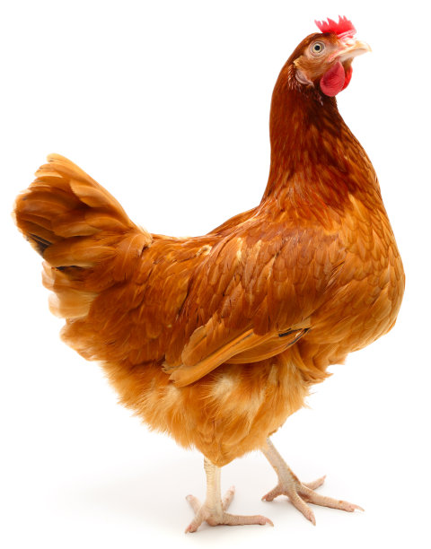 hen