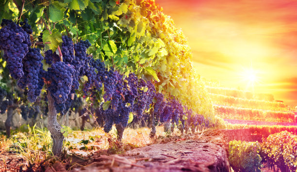 vineyard