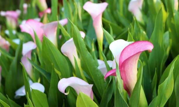 zantedeschia