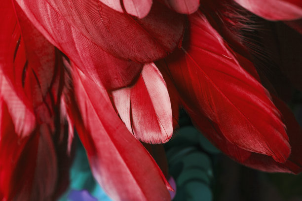 水蜜桃特写