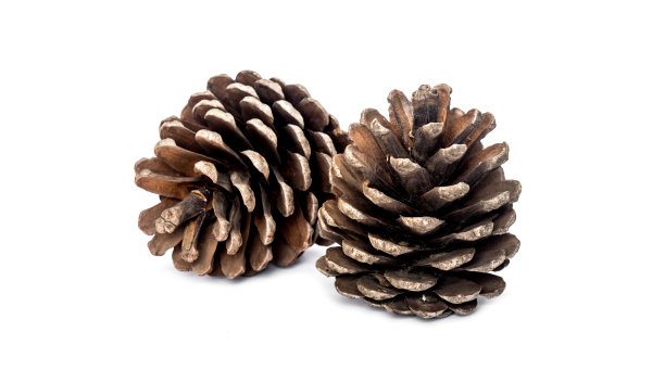 cone