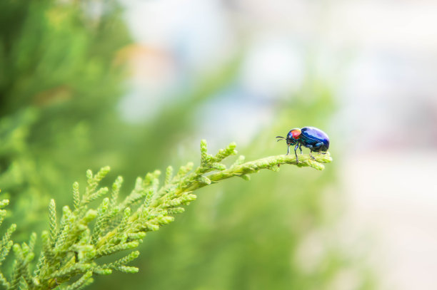 beetles