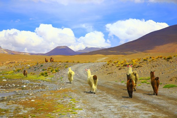 alpaca