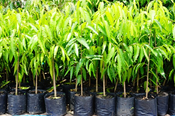 清新绿色环保公益植树节植树造林