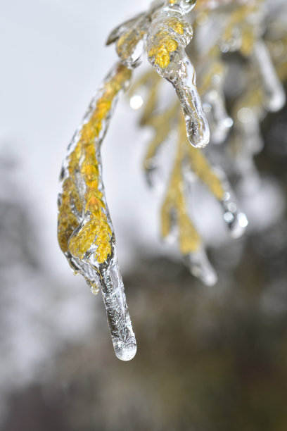 雪松冰挂