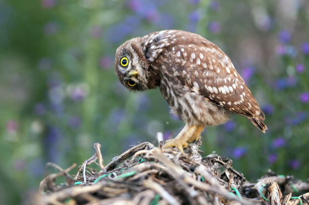 bubo