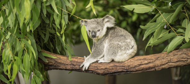 koala