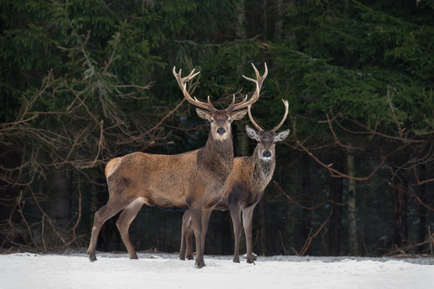 deer