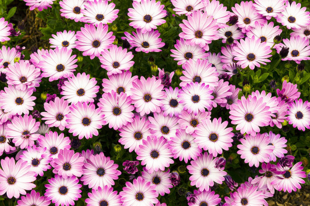 camomiles