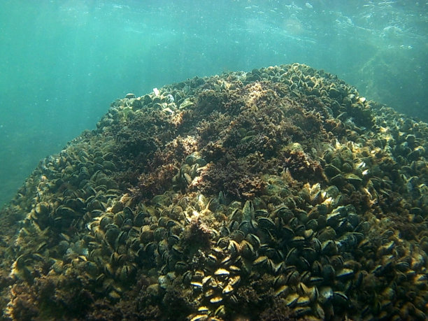 mussels