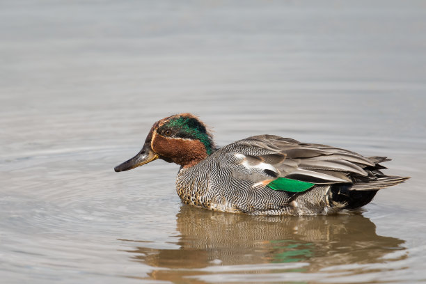 teal