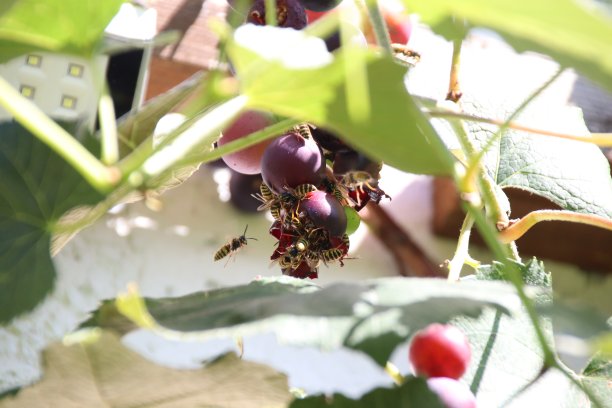 小蜜蜂葡萄