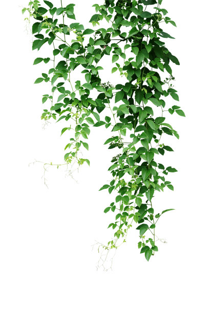 vitis