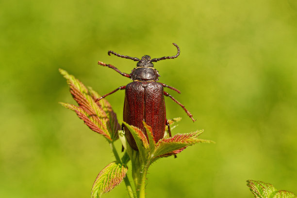 beetles