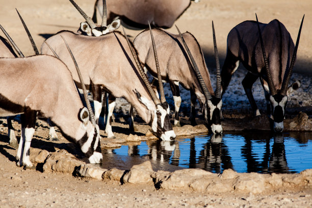 antelope