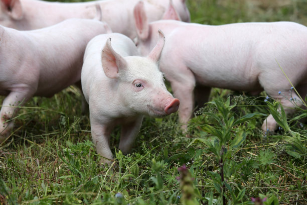 piggy