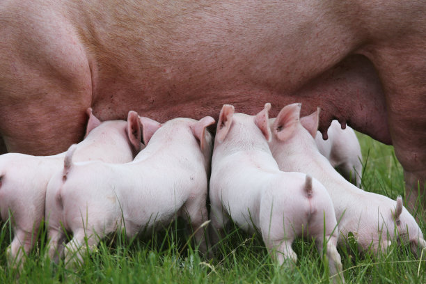 pig