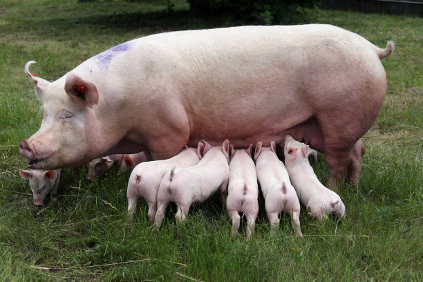 piggy