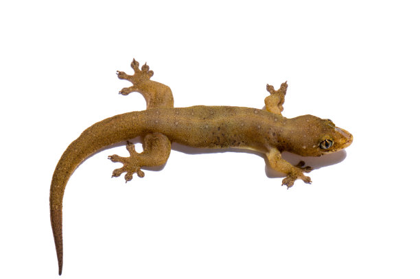 phelsuma