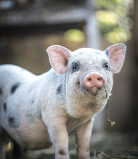 pig