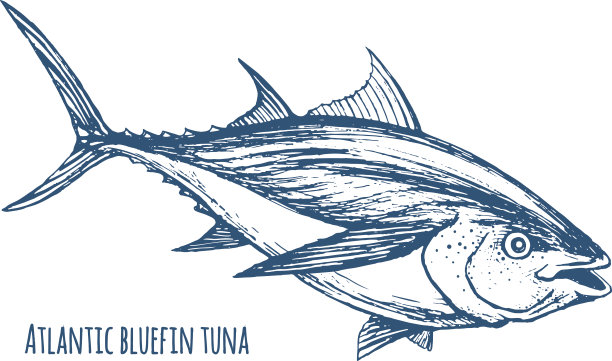 tuna