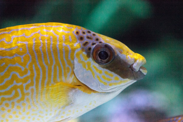 rabbitfish