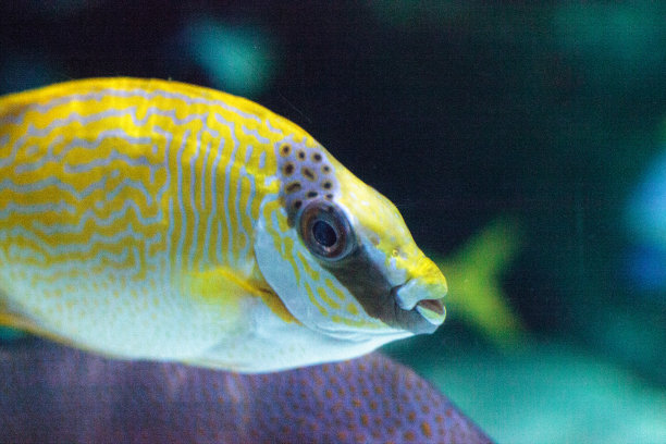 rabbitfish