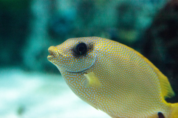 rabbitfish