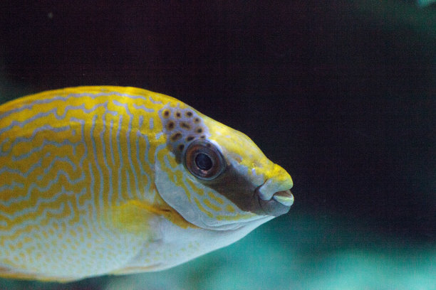 rabbitfish