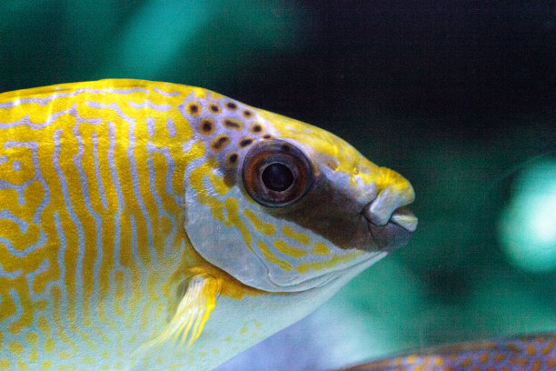 rabbitfish