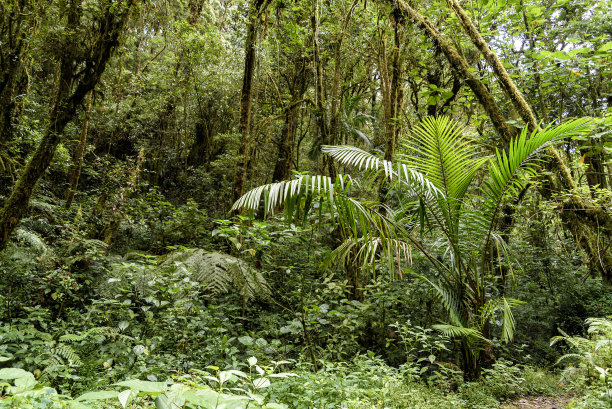 jungle
