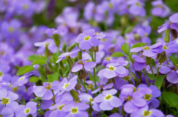 丁香花,堇菜属,,花簇