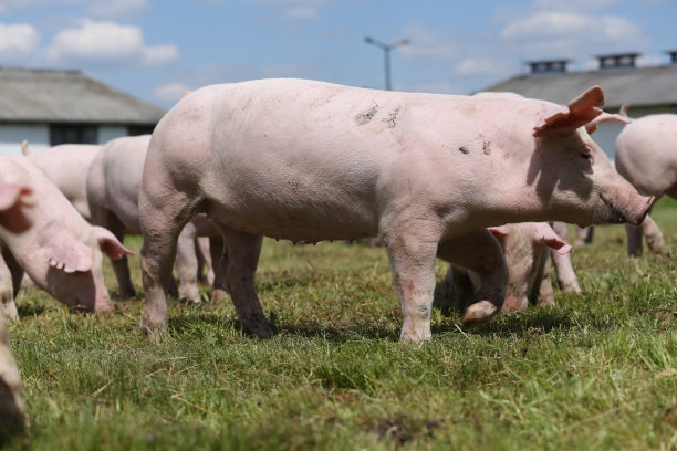 pig