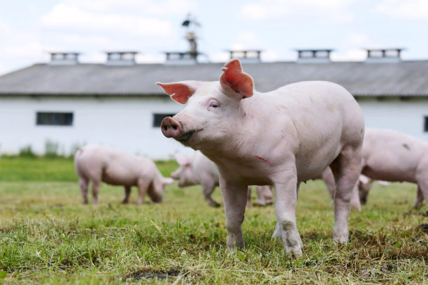 pig