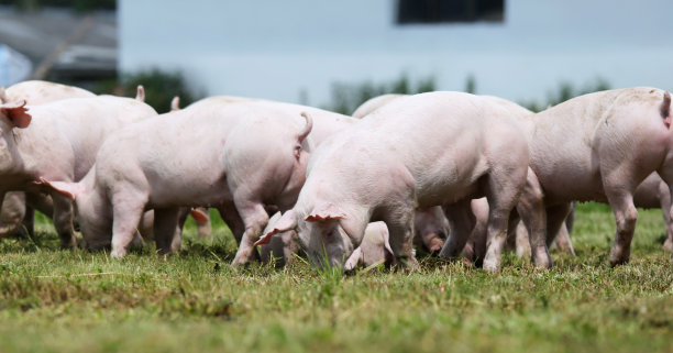 pig