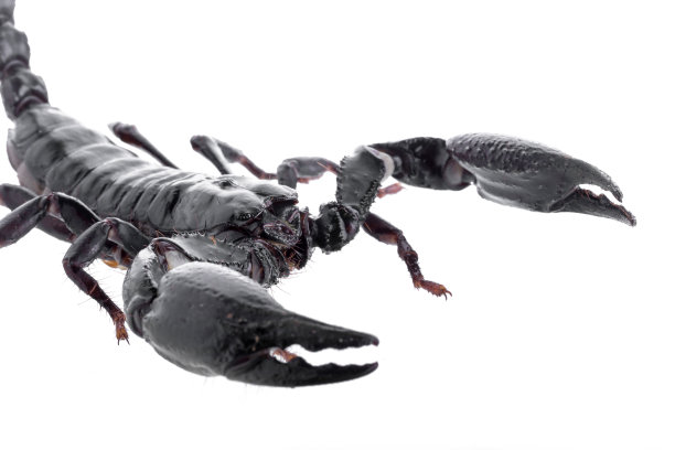 scorpio