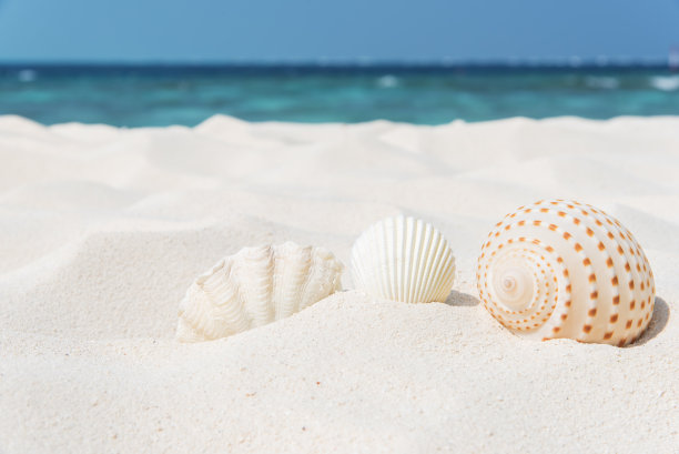 shells