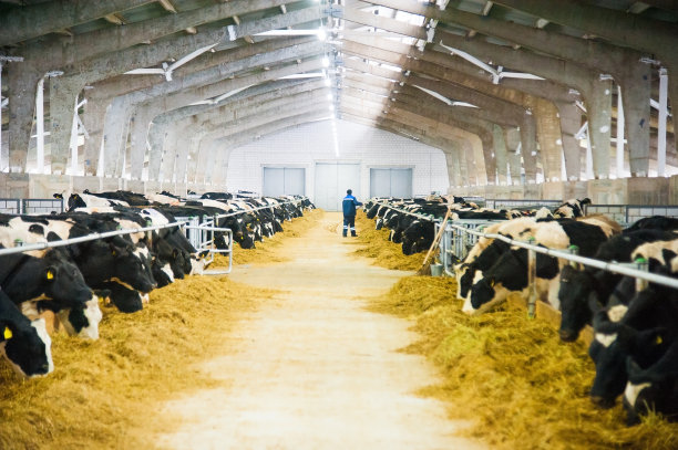 dairy