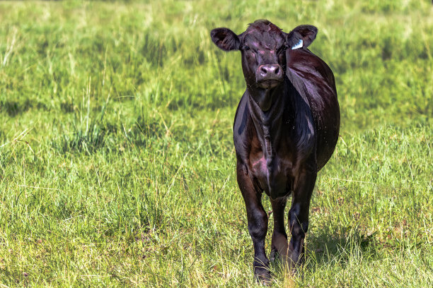 angus