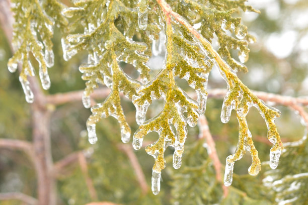 雪松冰挂