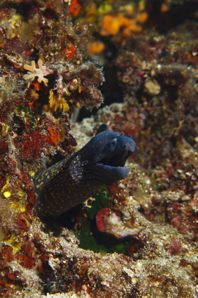 moray