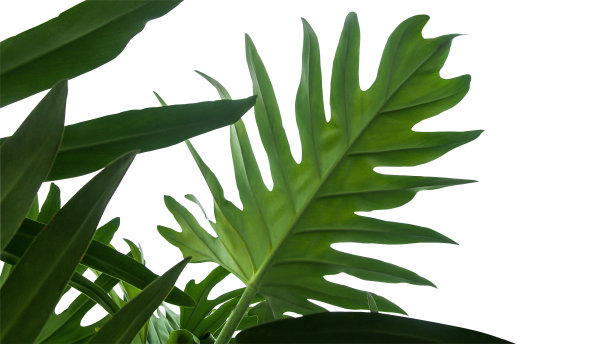 foliage