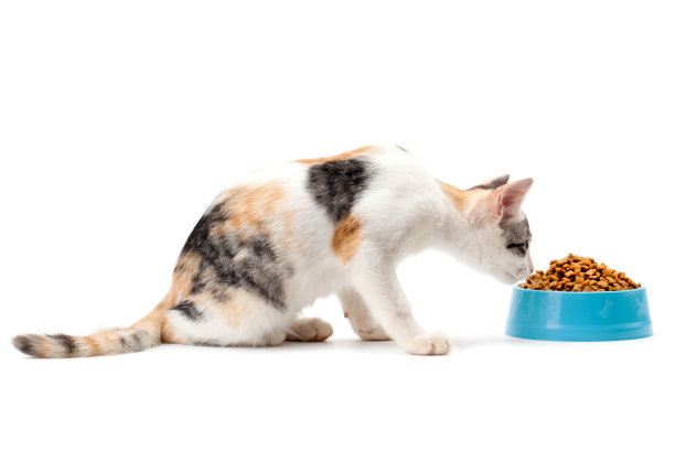 eat