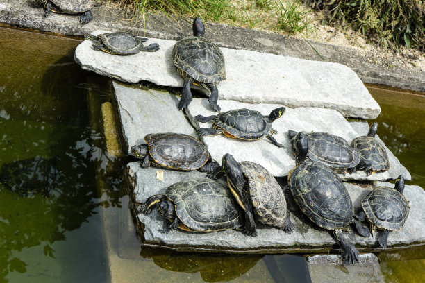 游泳河水