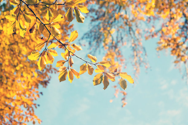 fall