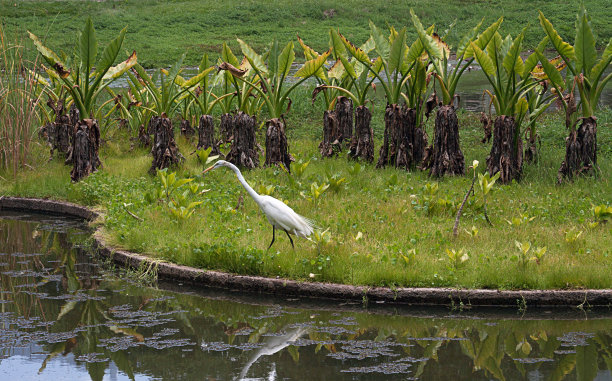 egretta