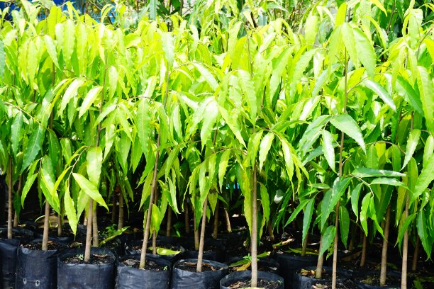 清新绿色环保公益植树节植树造林