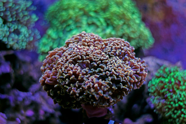 锚定珊瑚