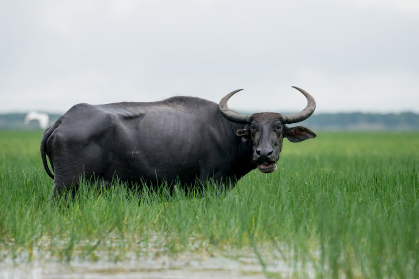 buffalo